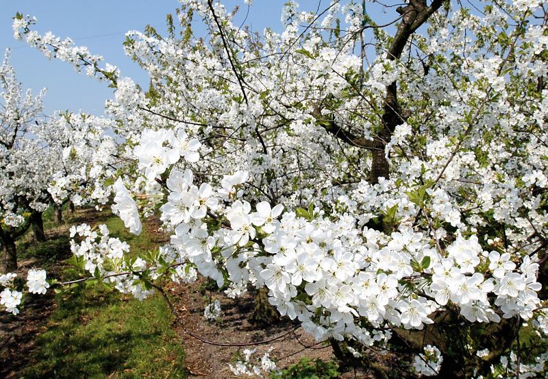 3010_8427 Weisse Kirschblüten im Frühling - Obstplantage im Alten Land. | Fruehlingsfotos aus der Hansestadt Hamburg; Vol. 2